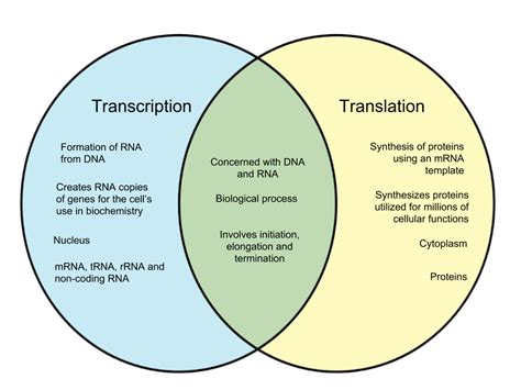 compare and contrast transcription translation.